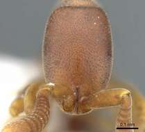 Image of <i>Probolomyrmex vieti</i>