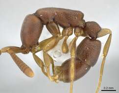 Image of <i>Probolomyrmex vieti</i>