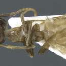 Image of Camponotus asli Dumpert 1989