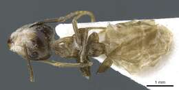 Image of Camponotus asli Dumpert 1989