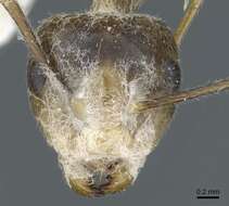 Image of Camponotus asli Dumpert 1989