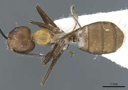 Image of Camponotus gentingensis