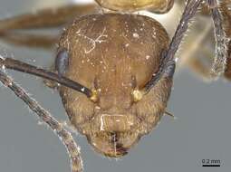 Image of Camponotus gentingensis