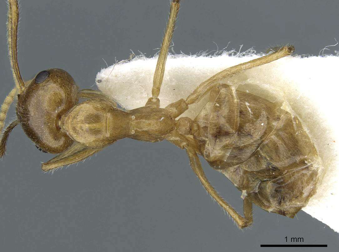 Image de Camponotus khaosokensis