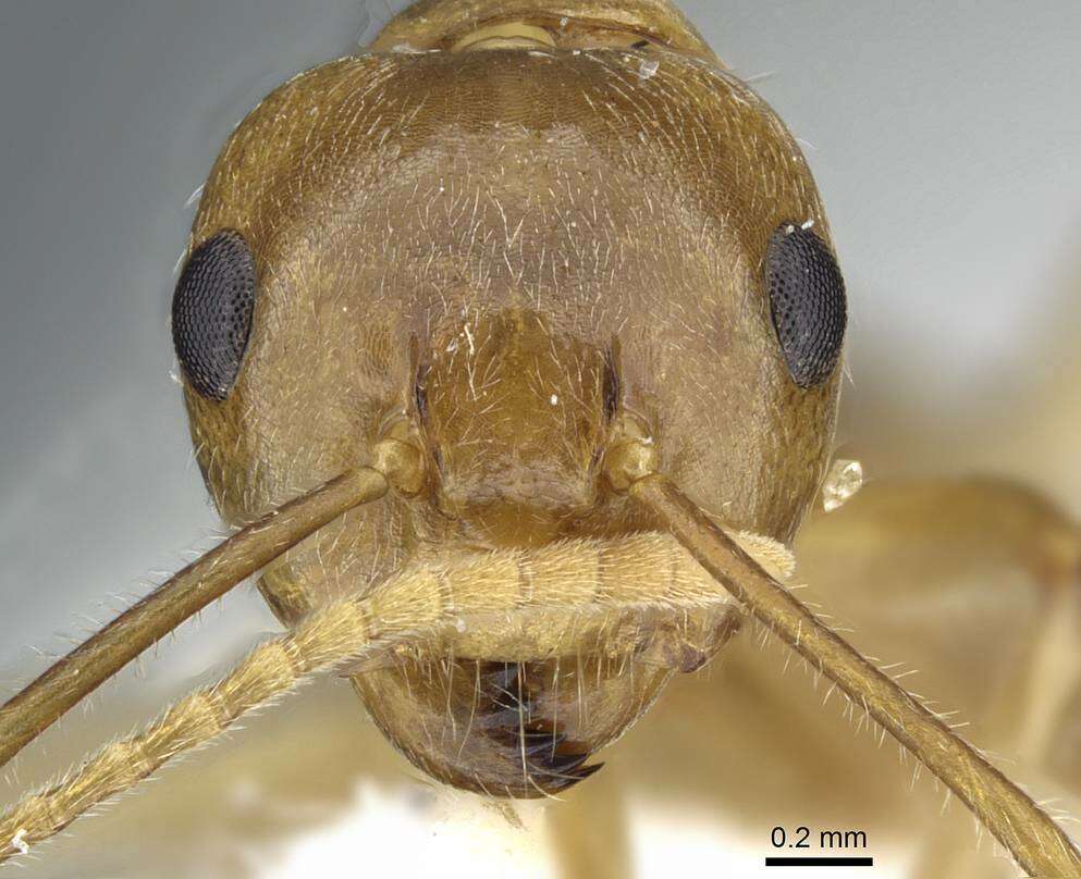 Image de Camponotus khaosokensis