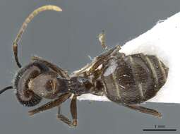 Image of Camponotus melanus