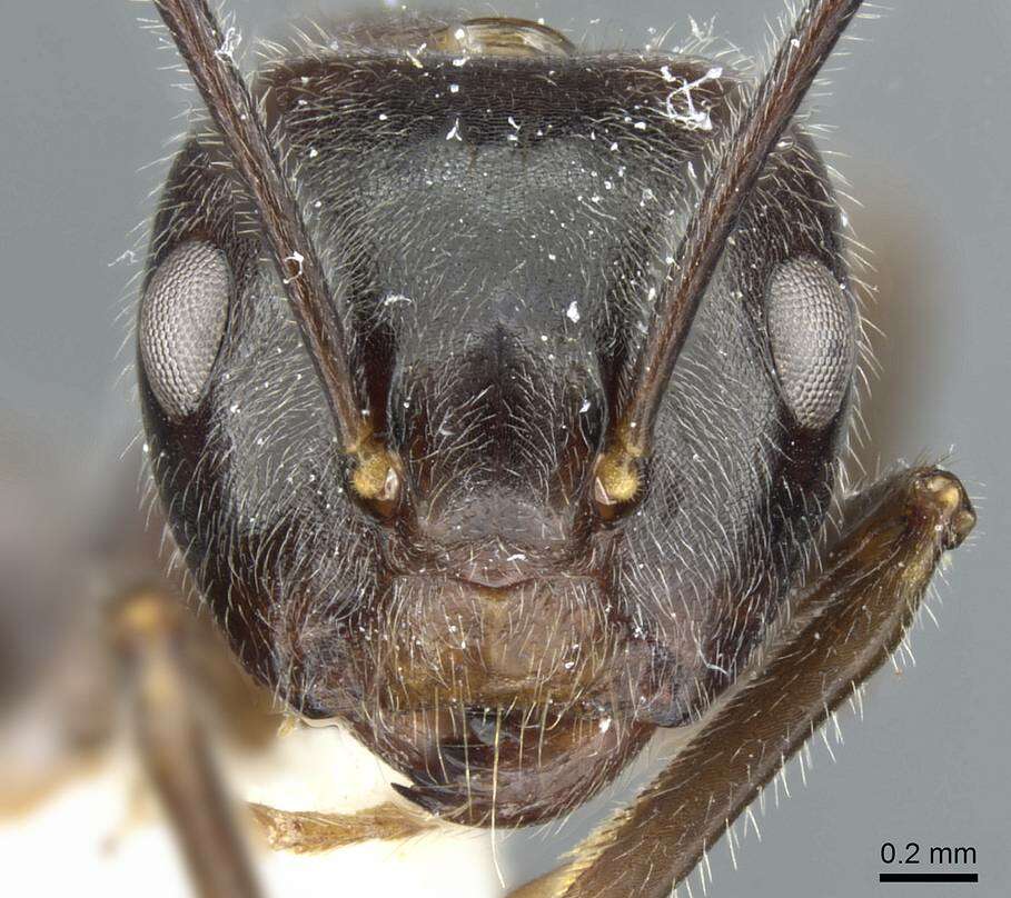 Image of Camponotus melanus