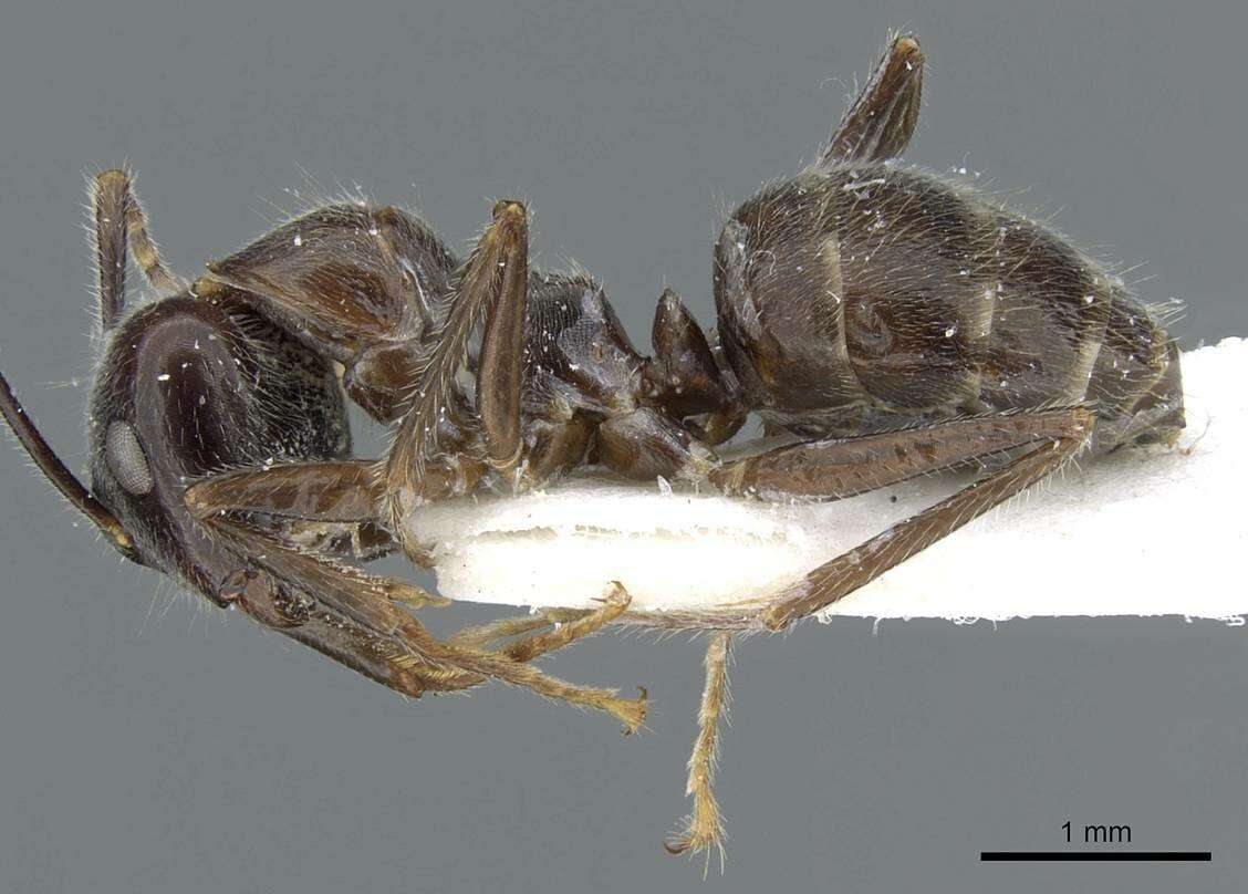 Image of Camponotus melanus