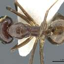 Image of Camponotus texens Dumpert 1986