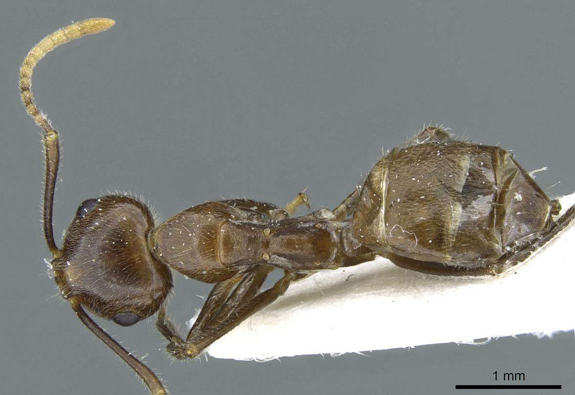 Image of Camponotus belumensis