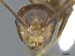 Image de Camponotus belumensis