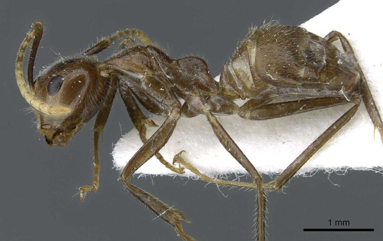 Image of Camponotus belumensis