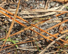 Image of Little Blue Dragonlet