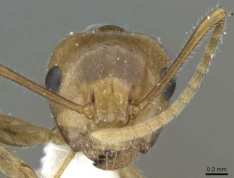 Image of Camponotus micragyne