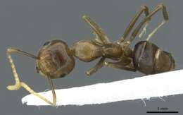 Image of Camponotus maschwitzi