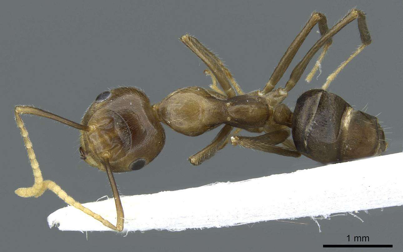 Image of Camponotus maschwitzi