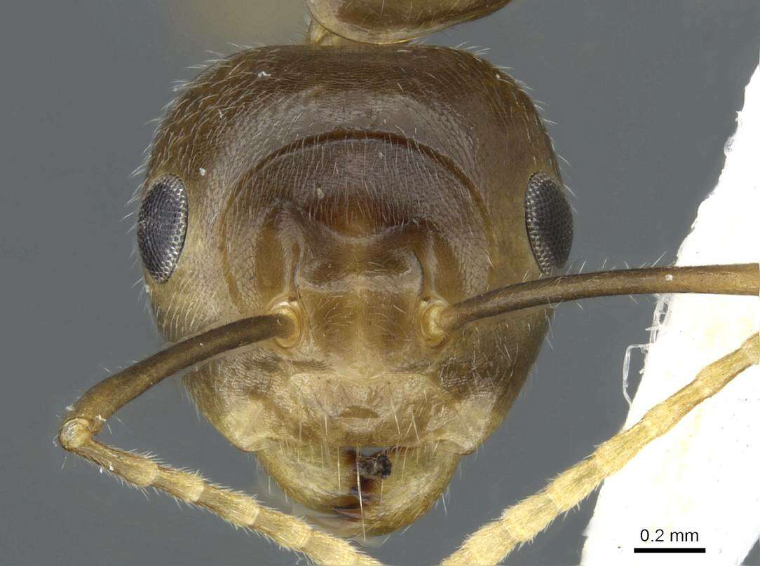 Image of Camponotus maschwitzi