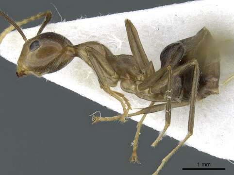 Image de Camponotus maschwitzi