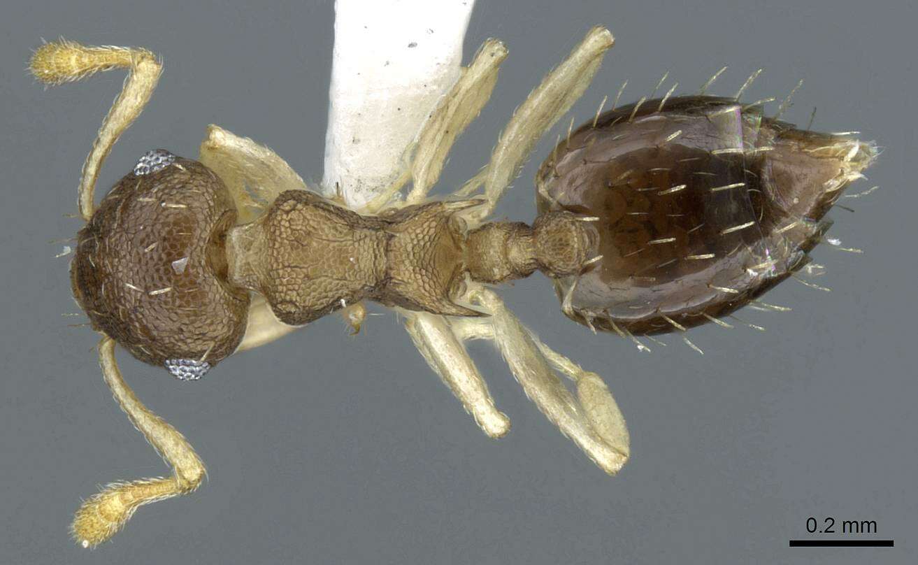 Image of <i>Crematogaster reticulata</i>