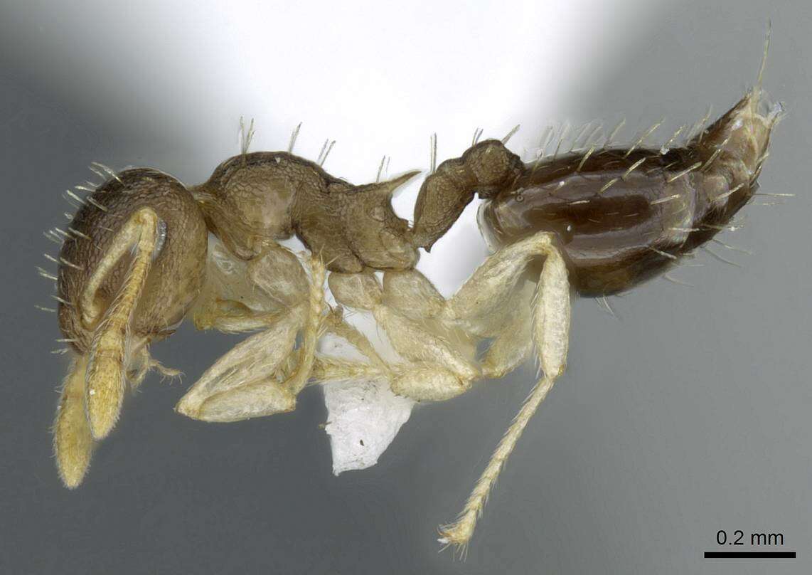 Image of <i>Crematogaster reticulata</i>