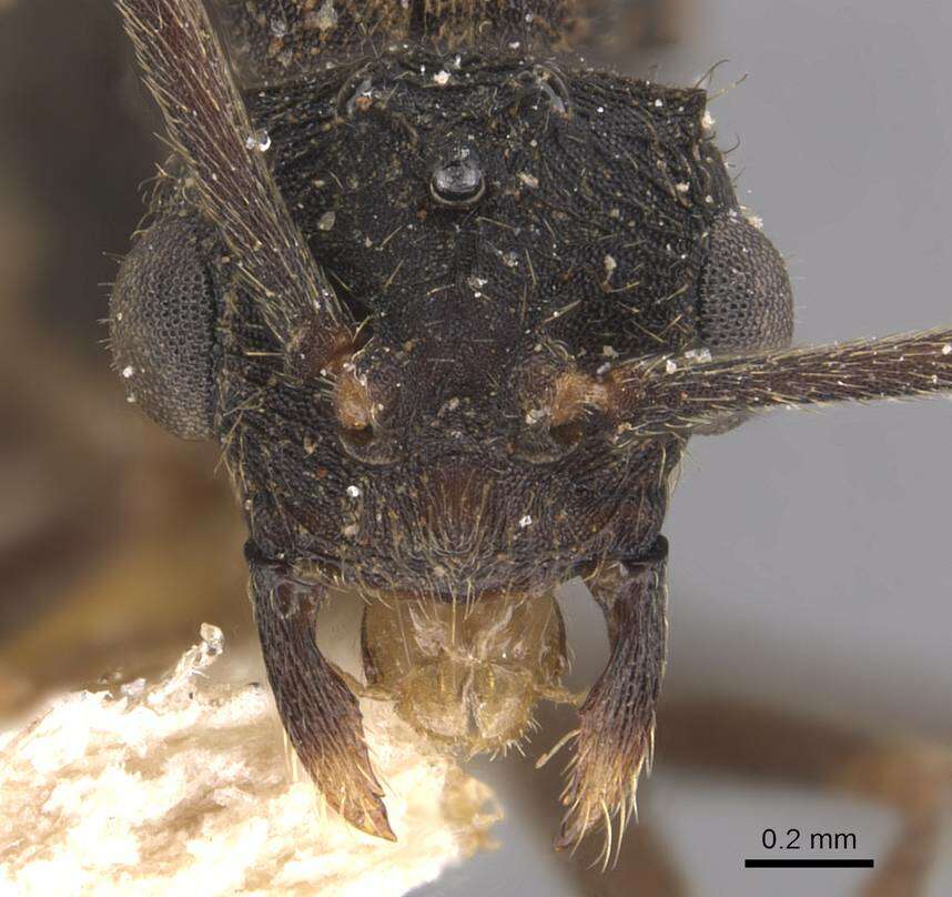 Imagem de Mycocepurus