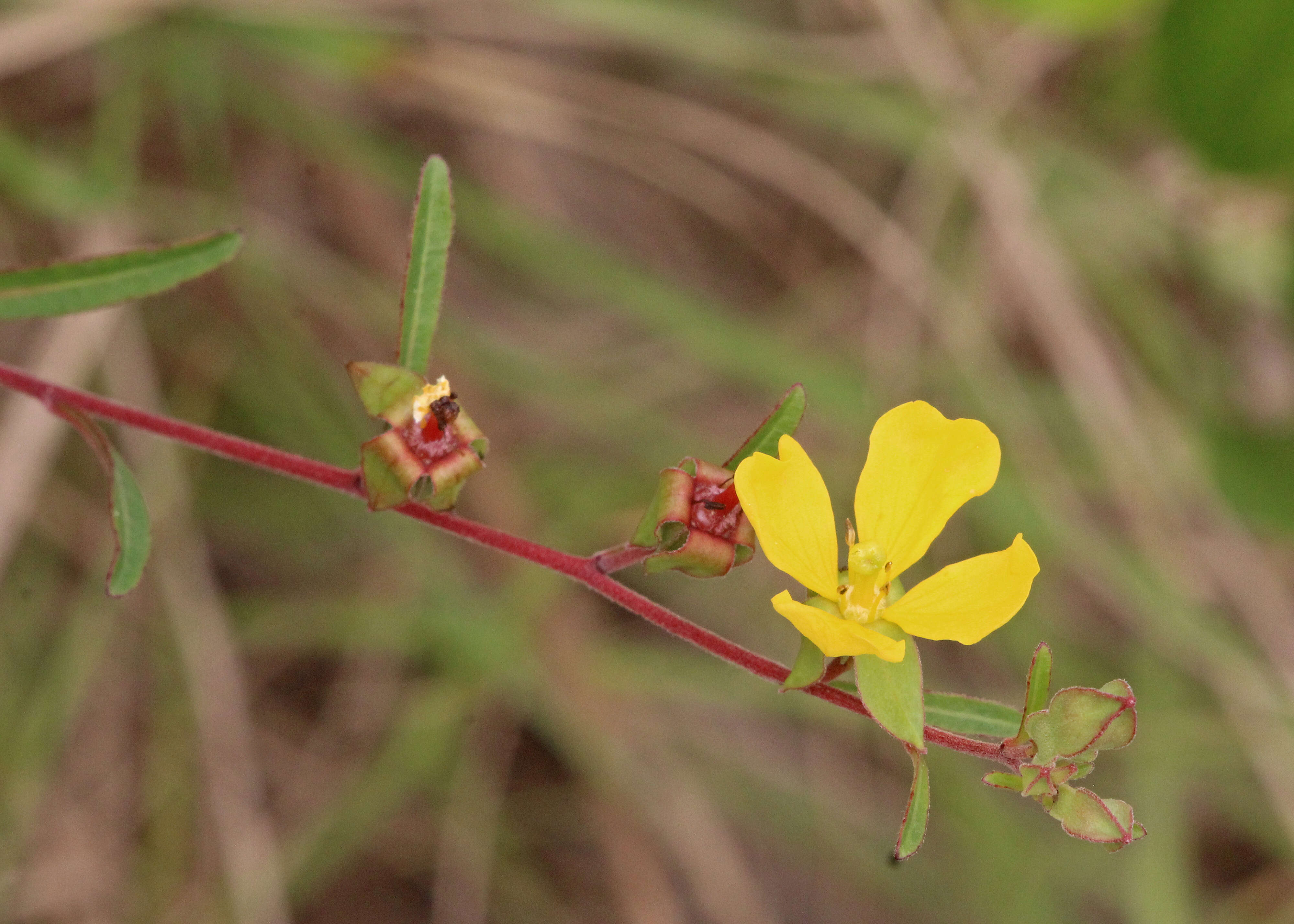 Image of Seaside Primrose-Willow