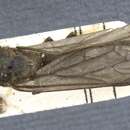Image of Neivamyrmex diabolus (Forel 1912)