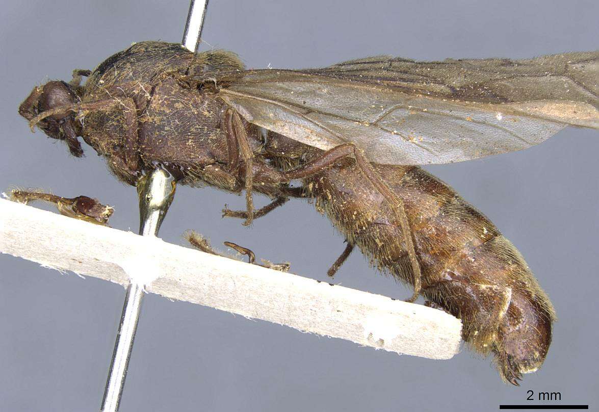 Image of Neivamyrmex diabolus (Forel 1912)