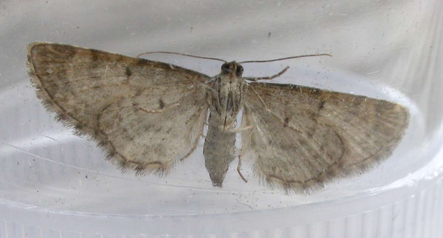 Eupithecia subfuscata Haworth 1890 resmi