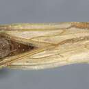 Image of Neivamyrmex lieselae (Forel 1913)