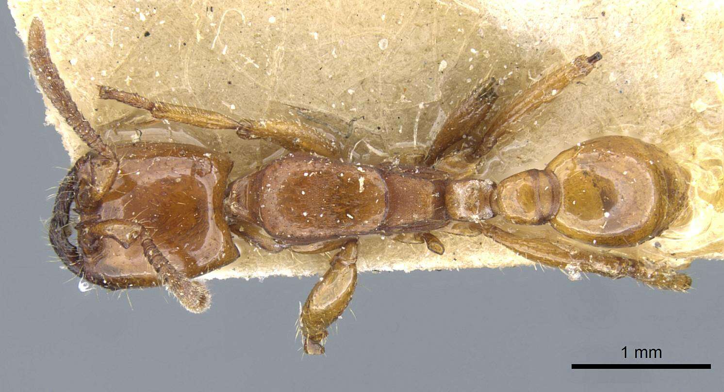 Image of Neivamyrmex planidorsus (Emery 1906)