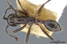 Image of Neivamyrmex pilosus (Smith 1858)