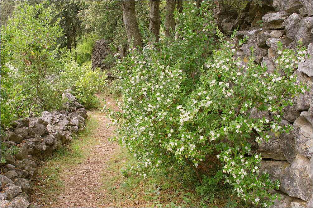 Myrtus communis subsp. communis resmi