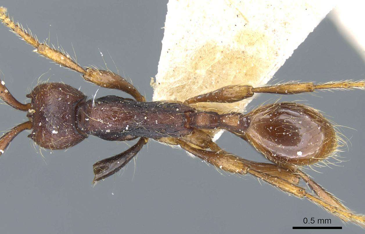 Image of Aenictus