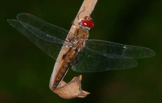 Image of Spot-winged Glider