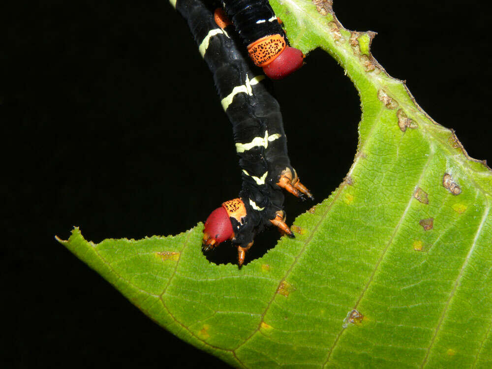 Image de Plumeria rubra L.