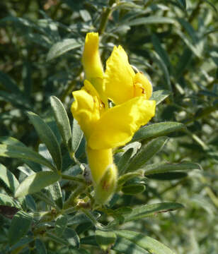 Image of Cytisus austriacus L.