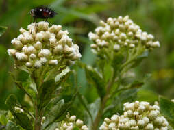 Image of Baccharis prunifolia Kunth