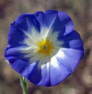 Image of Dwarf Morning Glory