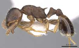 Image of Temnothorax crassispinus