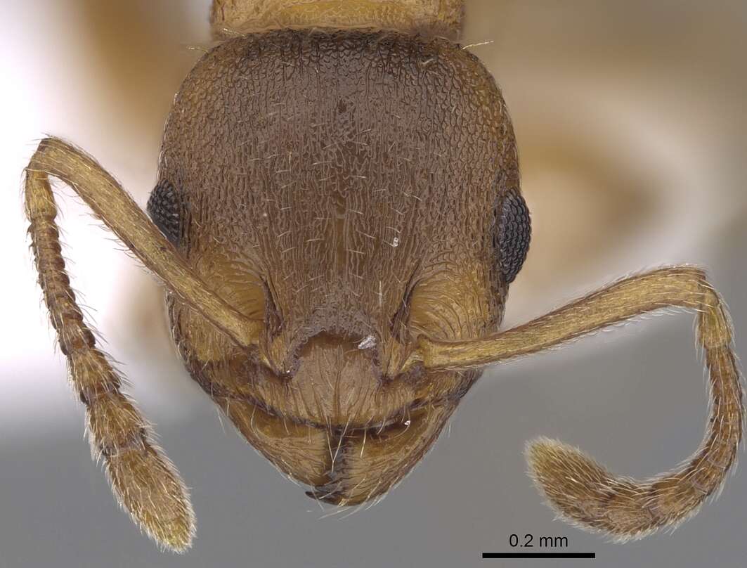 Image of Temnothorax crassispinus