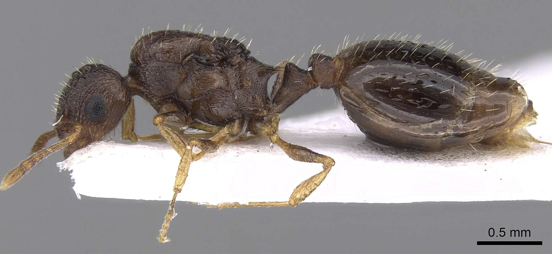 Image de Temnothorax laconicus