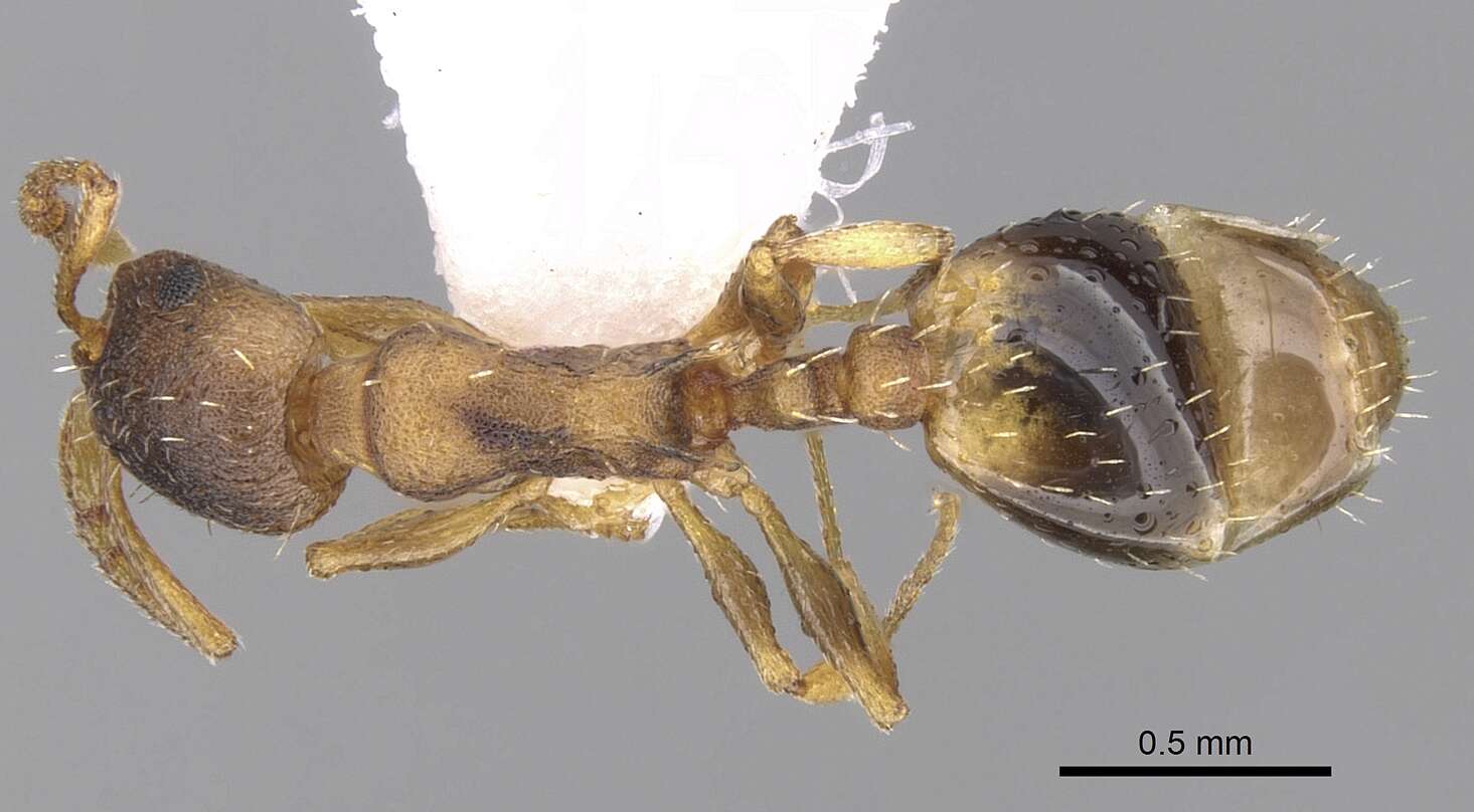 Image de Temnothorax laconicus