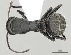 Image de Camponotus libanicus Andre 1881