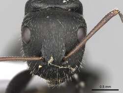 Image de Camponotus libanicus Andre 1881