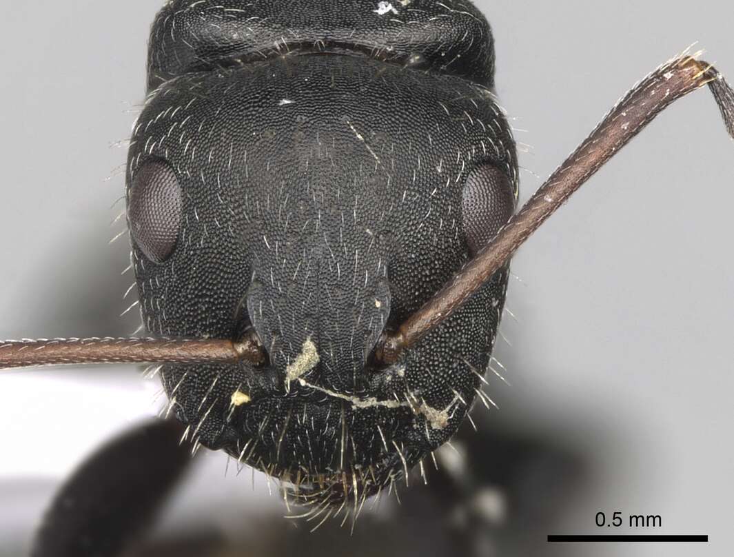 Plancia ëd Camponotus libanicus Andre 1881