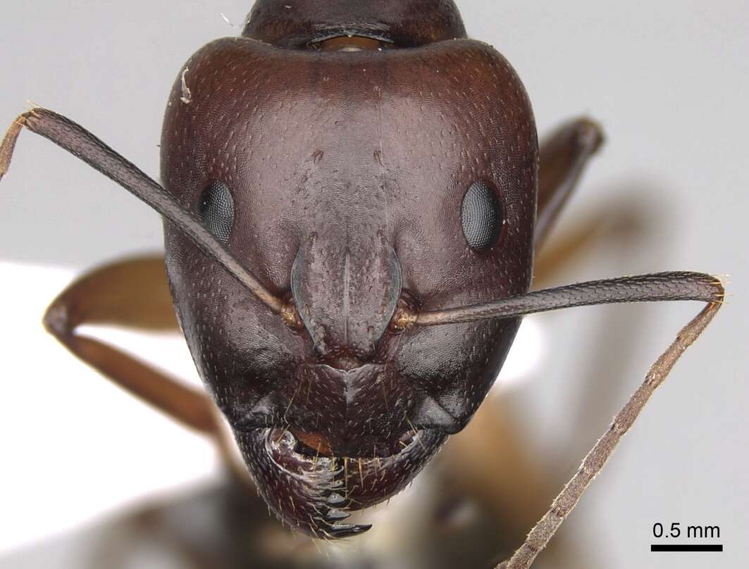 Imagem de Camponotus baldaccii Emery 1908