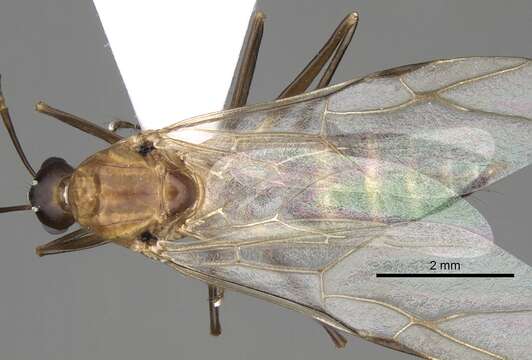 Слика од Camponotus baldaccii Emery 1908