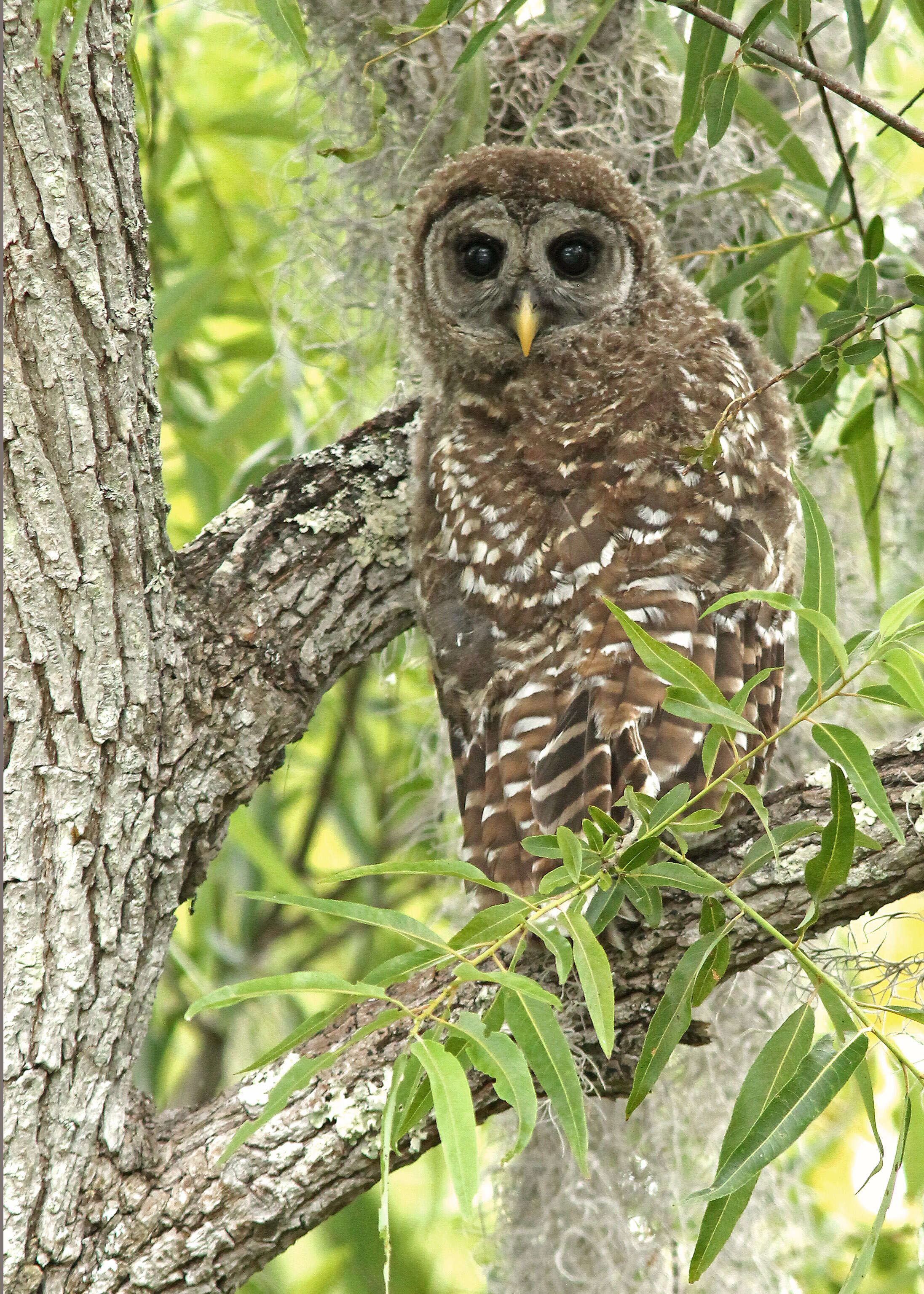 Image of Barred Owl