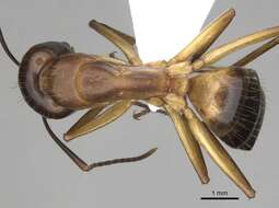 Imagem de Camponotus pilicornis (Roger 1859)